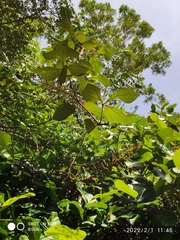 Ampelocissus elegans