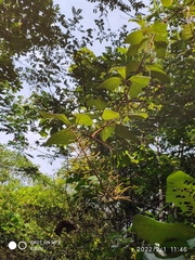 Ampelocissus elegans