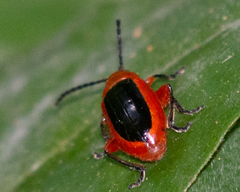 Disonycha discoidea