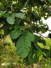 Sterculia oblongata