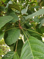 Sterculia oblongata