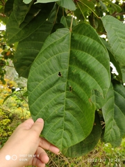 Sterculia oblongata
