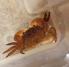 Cyclograpsus audouinii