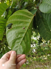 Sterculia oblongata