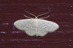 Scopula nesciaria