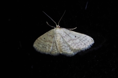 Scopula nesciaria