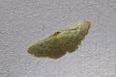Scopula nesciaria