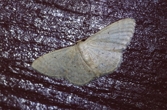 Scopula nesciaria