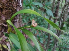 Maxillaria egertoniana