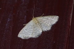 Scopula nesciaria