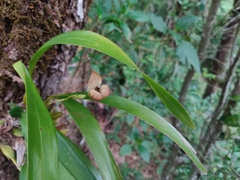 Maxillaria egertoniana