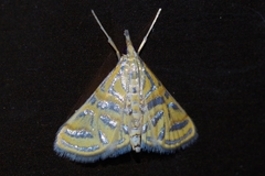 Daulia afralis