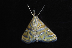Daulia afralis