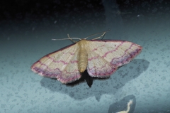 Idaea okinawensis