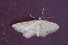 Idaea okinawensis