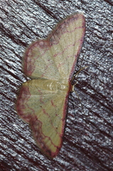 Idaea okinawensis