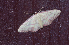 Idaea okinawensis