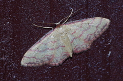 Idaea okinawensis