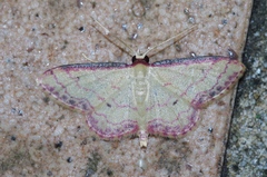 Idaea okinawensis