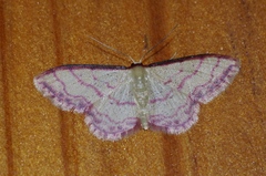 Idaea okinawensis