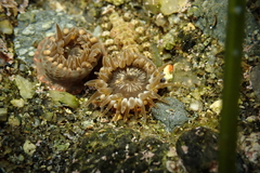Anthopleura mariae