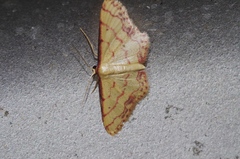 Idaea okinawensis