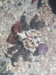 Phyllolithodes papillosus