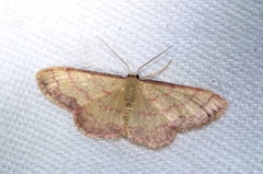 Idaea okinawensis