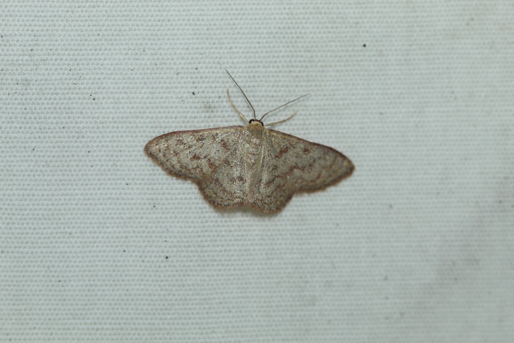 Pannaria Wave from South Side, Corpus Christi, TX, USA on January 31 ...
