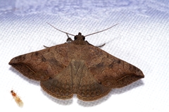 Blasticorhinus rivulosa