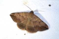 Blasticorhinus rivulosa