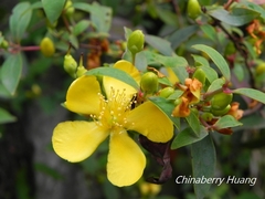 Hypericum geminiflorum