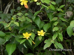 Hypericum geminiflorum
