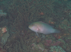 Labracinus cyclophthalmus
