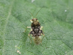 Pycnoderes quadrimaculatus