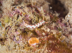 Hypselodoris decorata