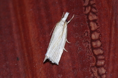 Calamotropha okanoi