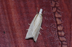 Calamotropha okanoi