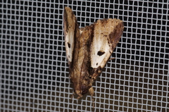 Ercheia dubia