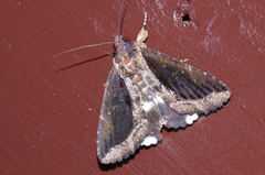 Ercheia dubia