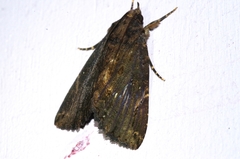 Ercheia dubia