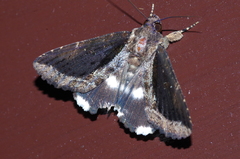 Ercheia dubia