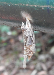 Psychidae