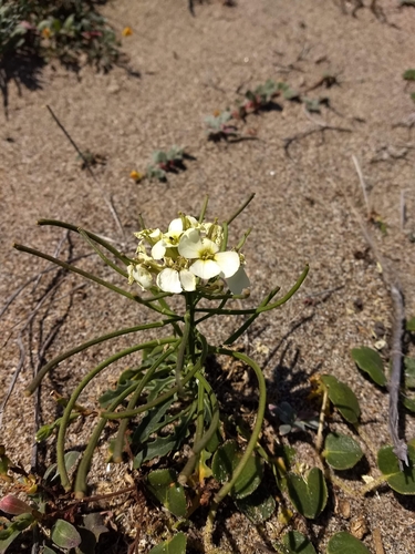 Image of Erysimum concinnum by (c) sdash, some rights reserved (CC BY)