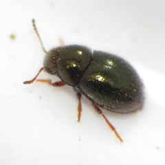 Lioligus nitidus