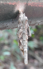 Psychidae