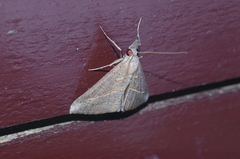 Hypena masurialis