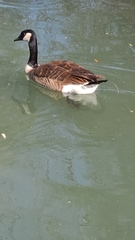 Branta canadensis parvipes