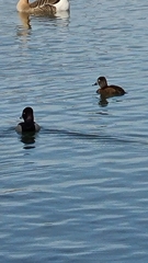 Aythya collaris
