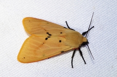 Spilarctia seriatopunctata